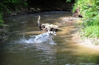 Picture of Dalmatian running in river
