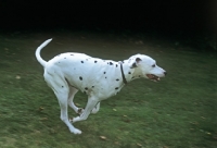 Picture of dalmatian running on grass