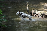 Picture of Dalmatian running through river