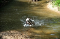 Picture of Dalmatian running through water