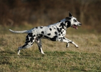 Picture of Dalmatian running