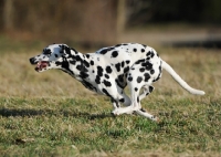 Picture of Dalmatian running