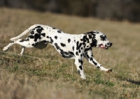 Picture of Dalmatian running