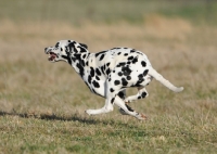 Picture of Dalmatian running