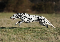 Picture of Dalmatian running