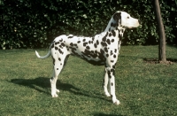 Picture of dalmatian side view