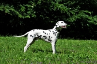Picture of Dalmatian side view