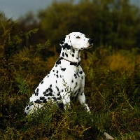 Picture of dalmatian sitting in bracken