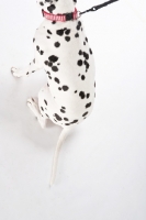 Picture of Dalmatian sitting in studio