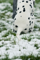 Picture of Dalmatian sitting on snow