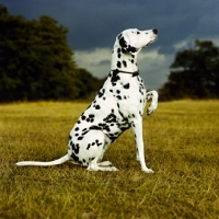 Picture of dalmatian sitting with paw up