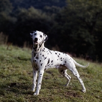 Picture of dalmatian standing in a field