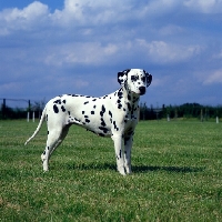 Picture of dalmatian standing in a field