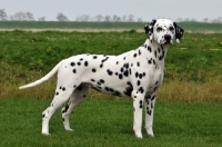 Picture of Dalmatian standing on grass