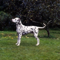Picture of dalmatian standing on grass