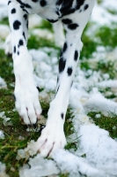 Picture of Dalmatian standing on snow