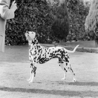 Picture of dalmatian standing