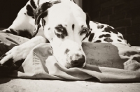 Picture of Dalmatian sunbathing on bed in garden