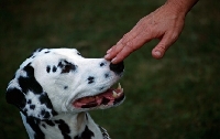 Picture of dalmatian, trainer touching  nose to say 'i mean you'  by sue hemmings