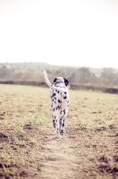 Picture of Dalmatian walking away, along a straight path