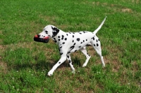 Picture of Dalmatian walking on grass