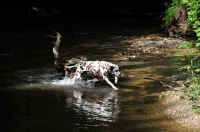 Picture of Dalmatian walking through shallow river
