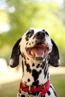 Picture of Dalmatian wearing red collar, looking up