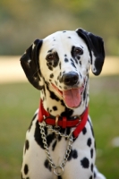 Picture of Dalmatian wearing red collar, looking at camera