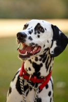 Picture of Dalmatian wearing red collar