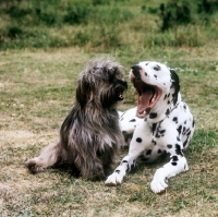 Picture of dalmatian yawning with cross bred dog watching