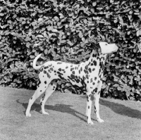 Picture of Dalmatian