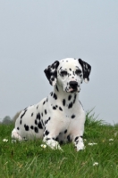 Picture of Dalmatian