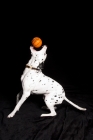 Picture of dalmation catching orange ball
