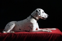 Picture of dalmation lying on a red blanket