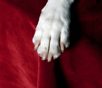 Picture of dalmation paw