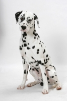 Picture of Dalmation sitting on white background