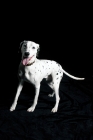 Picture of dalmation standing