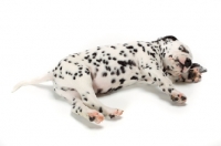 Picture of Damatian puppy asleep on white background