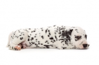 Picture of Damatian puppy lying down on white background