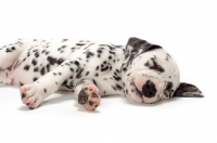 Picture of Damatian puppy resting