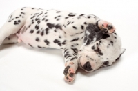 Picture of Damatian puppy sleeping