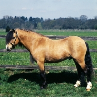 Picture of dan y lan bumble bee, welsh mountain pony 