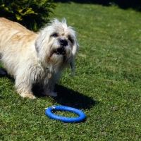 Picture of dandie dinmont asking for toy ring to be thrown
