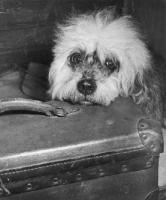 Picture of Dandie Dinmont dog resting his head on a suitcase