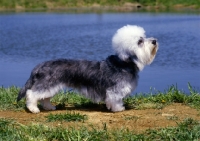 Picture of dandie dinmont in usa standing by water, his nibs faire katie