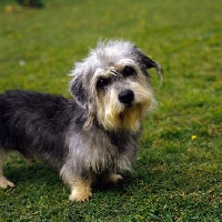 Picture of dandie dinmont looking at camera