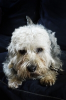 Picture of Dandie dinmont lying on sofa