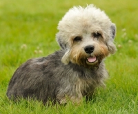 Picture of Dandie Dinmont on grass