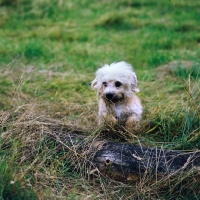 Picture of dandie dinmont puppy jumping over a branch