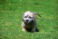 Picture of dandie dinmont puppy